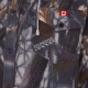 Men’s quilted polar fleece hooded in camouflage, often called a hunting shirt or lumberjack shirt, sold individually